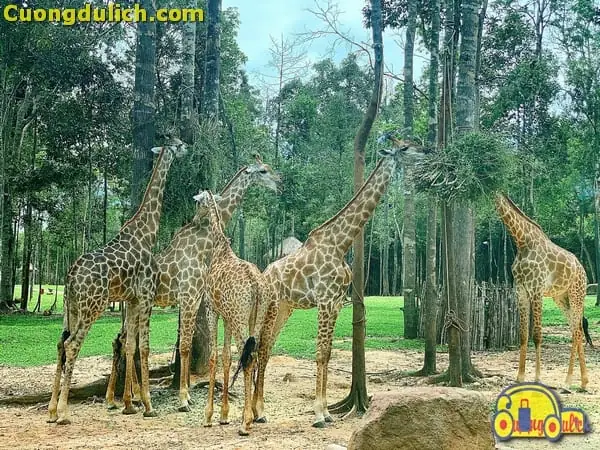 Tất Tần Tật Thông Tin Về Vinpearl Safari Phú Quốc Cho Cả Nhà Khám Phá