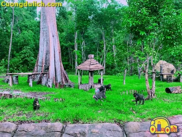 Tất Tần Tật Thông Tin Về Vinpearl Safari Phú Quốc Cho Cả Nhà Khám Phá