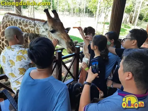 Tất Tần Tật Thông Tin Về Vinpearl Safari Phú Quốc Cho Cả Nhà Khám Phá