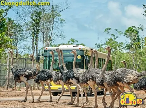 Tất Tần Tật Thông Tin Về Vinpearl Safari Phú Quốc Cho Cả Nhà Khám Phá