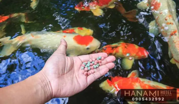 Bể Cá Cảnh Bể Cá Cảnh
