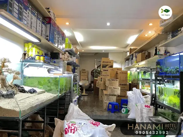 Cửa Hàng Cá Cảnh Nin Trần Cửa Hàng Cá Cảnh Nin Trần