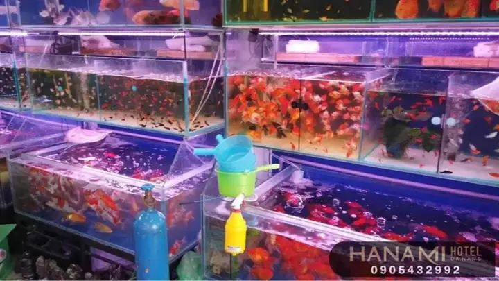 Cửa Hàng Chim – Cá Cảnh Tèo Cửa Hàng Chim – Cá Cảnh Tèo