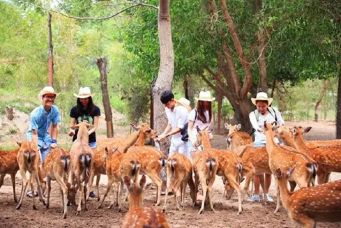 Điểm Nổi Bật Trong Tour Đảo Hoa Lan Ở Nha Trang