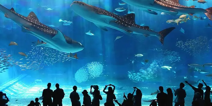 Ngày 4: Khám Phá Vinpearl Land (chi Phí Tự Túc) - Chia Tay Đoàn (ăn 02 Bữa):
