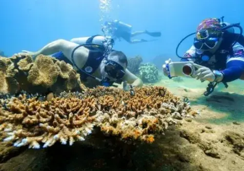 Tour Lặn Bình Khí Đảo Cù Lao Chàm Đặc Sắc Giá Hợp Lý