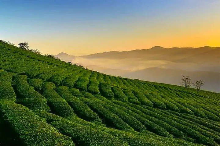 Đồi Chè Cầu Đất – Địa Điểm Chính Trong Tour Đồi Chè Cầu Đất