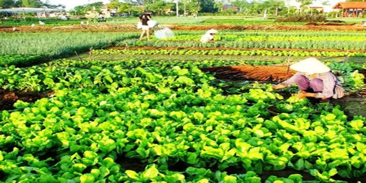 Giá Vé Tham Quan Làng Rau Trà Quế - Hội An