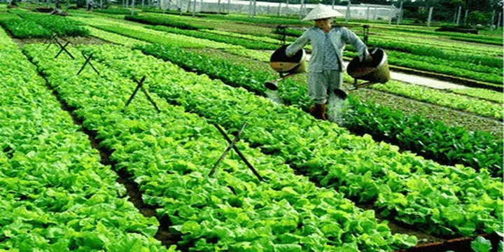 Tour Tham Quan Làng Rau Trà Quế