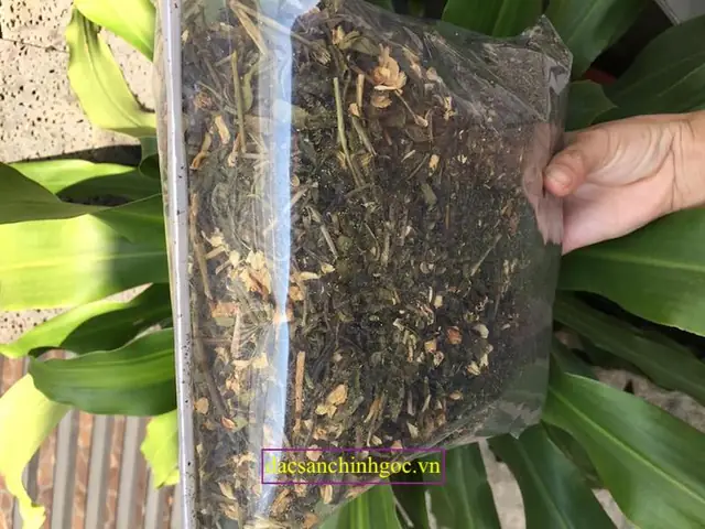 Trà Sâm Dứa Đà Nẵng Trà Sâm Dứa Đà Nẵng