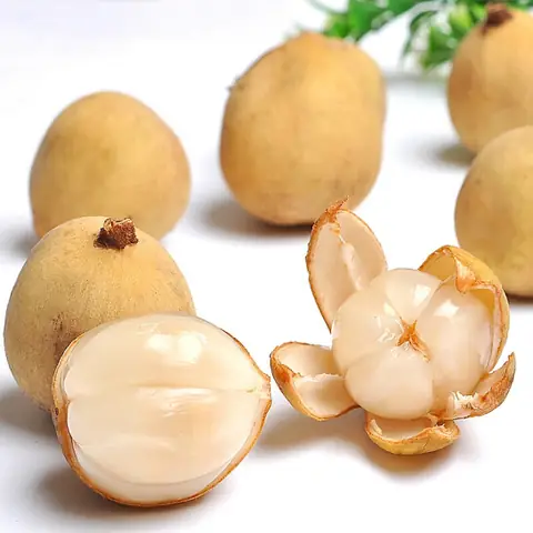 Cây Bòn Bon Tiếng Anh Là Gì