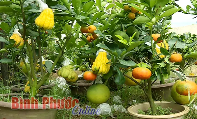 Trái Cây Chưng Tết Có Độc
