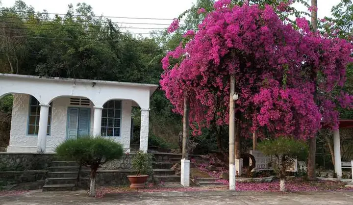 Một Chút Về Bệnh Phong