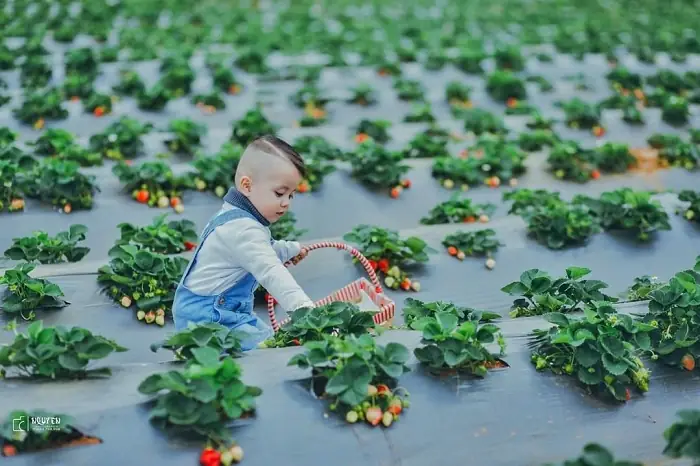 Chimi Farm - Nông Trại Đẹp Ở Việt Nam Với Những Vườn Dâu Tây Mướt Mắt Chimi Farm - Nông Trại Đẹp Ở Việt Nam Với Những Vườn Dâu Tây Mướt Mắt