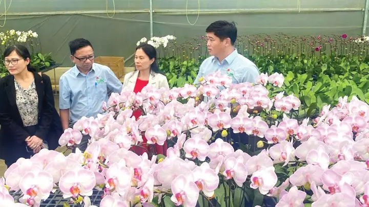 Xây Dựng Đà Lạt Trở Thành Trung Tâm Sản Xuất Hoa Tươi Hàng Đầu Khu Vực Đông Nam Á