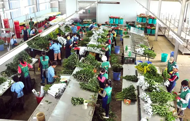 Xây Dựng Đà Lạt Trở Thành Trung Tâm Sản Xuất Hoa Tươi Hàng Đầu Khu Vực Đông Nam Á