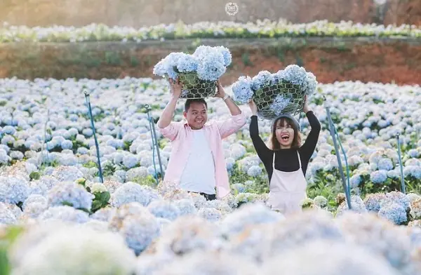 Vườn Hoa Cẩm Tú Cầu ‘để Dành’ Cho Tết Đi Đà Lạt Vườn Hoa Cẩm Tú Cầu ‘để Dành’ Cho Tết Đi Đà Lạt