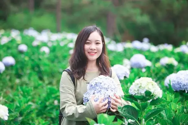 Vườn Hoa Cẩm Tú Cầu ‘để Dành’ Cho Tết Đi Đà Lạt Vườn Hoa Cẩm Tú Cầu ‘để Dành’ Cho Tết Đi Đà Lạt