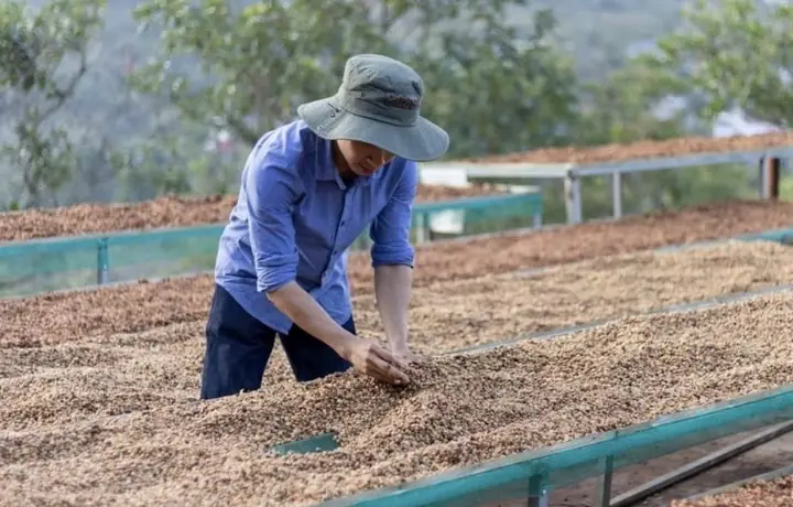 Cà Phê Lâm Đồng Được Bảo Hộ Chỉ Dẫn Địa Lý Cà Phê Lâm Đồng Được Bảo Hộ Chỉ Dẫn Địa Lý