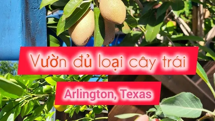 Thơ Lục Bát: Nghệ Thuật Gieo Vần & Luật Thơ Cổ Truyền