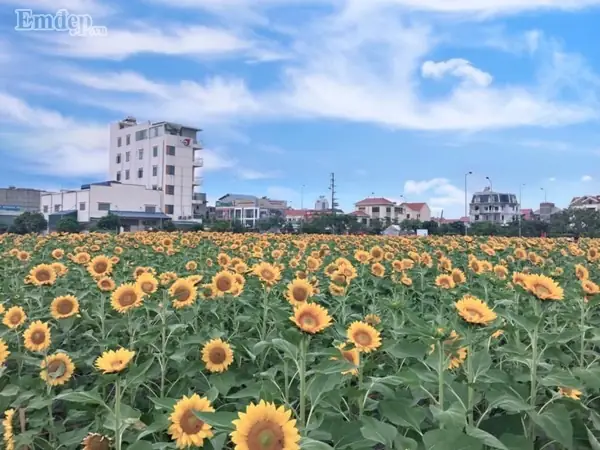Mãn Nhãn Vườn Hoa Hướng Dương Nở Rộ Ở Hải Dương, Giới Trẻ Hào Hứng Rủ Nhau Tới Chụp Ảnh