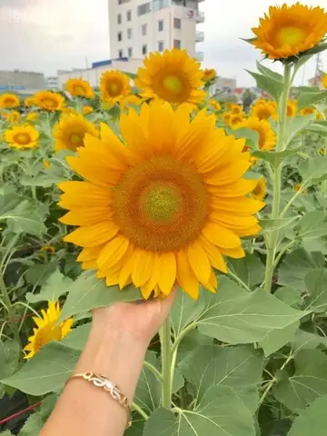 Mãn Nhãn Vườn Hoa Hướng Dương Nở Rộ Ở Hải Dương, Giới Trẻ Hào Hứng Rủ Nhau Tới Chụp Ảnh