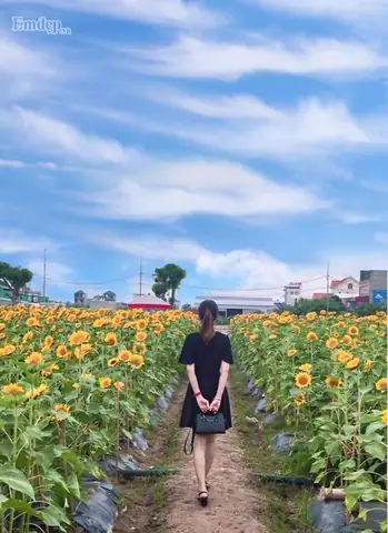 Mãn Nhãn Vườn Hoa Hướng Dương Nở Rộ Ở Hải Dương, Giới Trẻ Hào Hứng Rủ Nhau Tới Chụp Ảnh