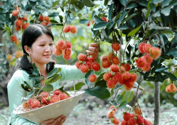 Mùa Trái Cây Ở Trung An – Củ Chi