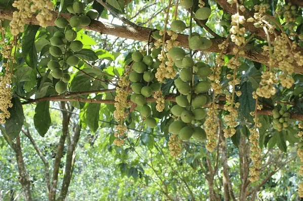 Vườn Trái Cây Tư Tuấn