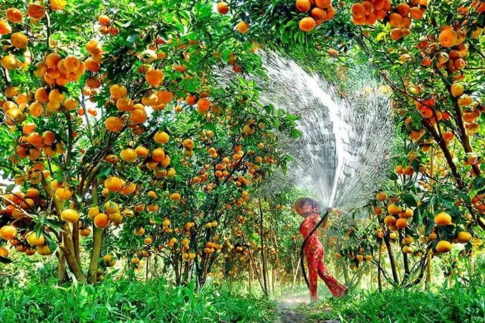 Khám Phá Vườn Trái Cây Cù Lao An Bình: Thiên Đường Miền Tây