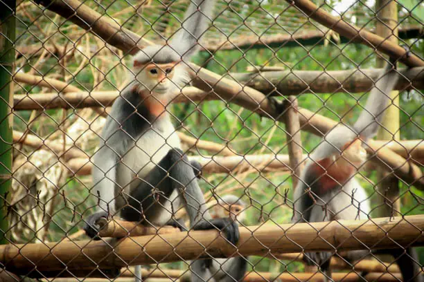 Cúc Phương National Park