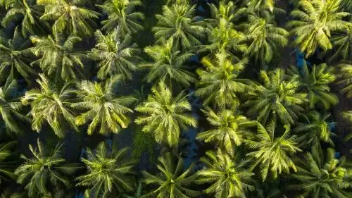 Where To Stay In Ben Tre Vietnam Coconut Tree Farm