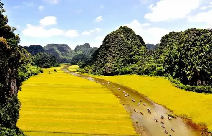 Tràng An (ninh Bình): Mùa Lúa Chín Vàng Ưa