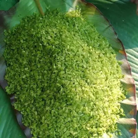 Cốm Tiếng Anh Là Gì