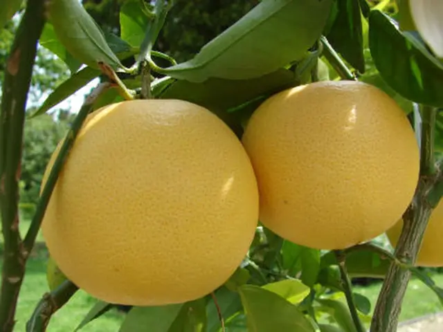 - Bưởi: