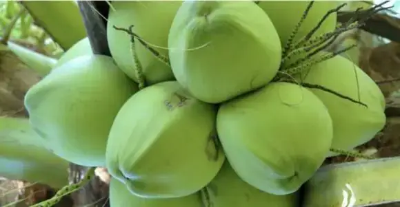 Tác Dụng Cụ Thể Của Nước Dừa