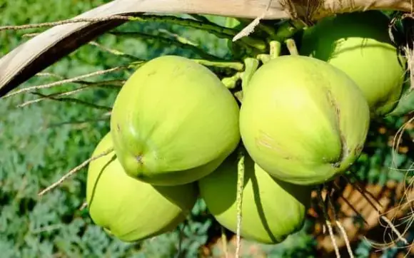 Dừa Trong Ẩm Thực Ngày Tết