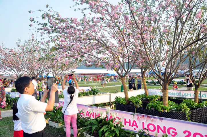 Lễ Hội Hoa Anh Đào Hạ Long