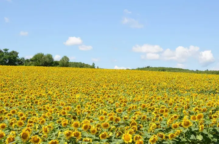 Cánh Đồng Hoa Hướng Dương Đẹp Nhất Thế Giới Ở Thị Trấn Hokuryu, Tỉnh Hokkaido, Nhật Bản Cánh Đồng Hoa Hướng Dương Đẹp Nhất Thế Giới Ở Thị Trấn Hokuryu, Tỉnh Hokkaido, Nhật Bản