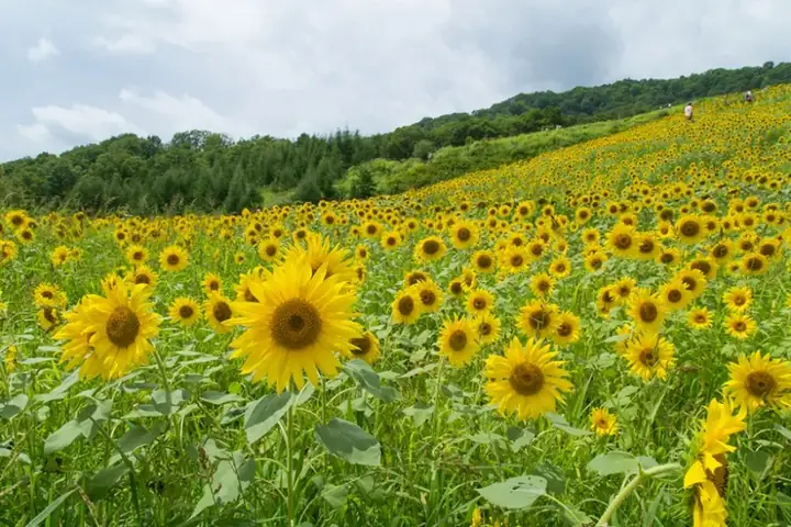 Cao Nguyên Sannokura, Tỉnh Fukushima, Nhật Bản Cao Nguyên Sannokura, Tỉnh Fukushima, Nhật Bản