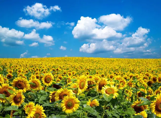 Vườn Hoa Hướng Dương Tuscany Ở Ý Vườn Hoa Hướng Dương Tuscany Ở Ý