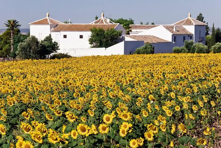 Cánh Đồng Hoa Hướng Dương Andalucia, Tây Ban Nha Cánh Đồng Hoa Hướng Dương Andalucia, Tây Ban Nha