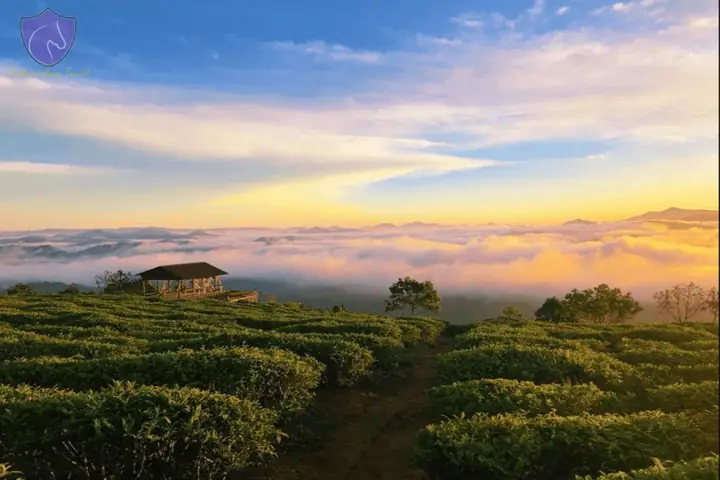 Cau Dat Tea Hill Dalat Vietnam - A Hundred Years Of History ... Cau Dat Tea Hill Dalat Vietnam - A Hundred Years Of History ...