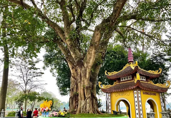 Chuyện Về Lai Lịch Đặc Biệt Của Cây Bồ Đề Trong Chùa Trấn Quốc