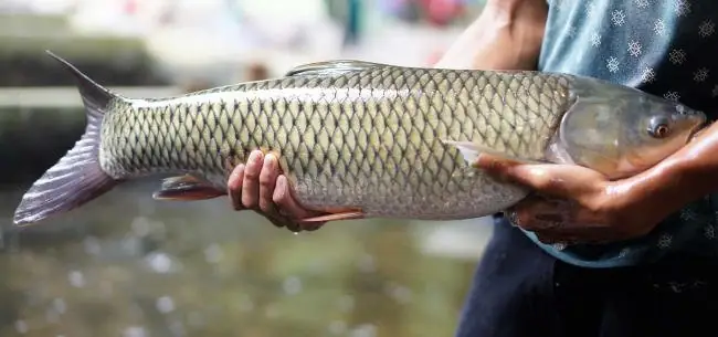 11 Cách Nấu Cháo Cá Trắm Cho Bé Thơm Ngon, Khó Cưỡng