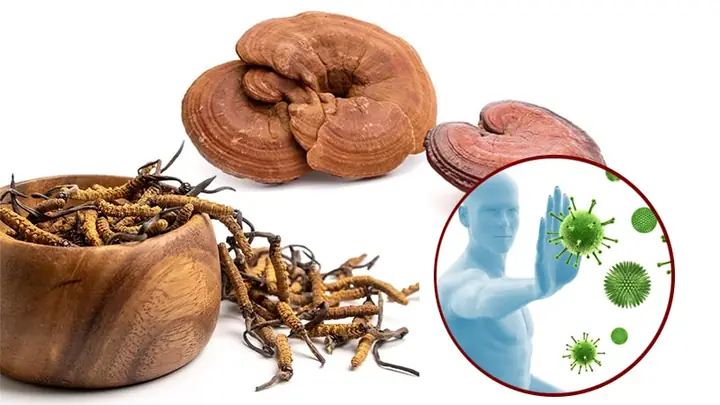 Các Loại Dược Liệu Quý Tốt Cho Sức Khỏe Của Người Già