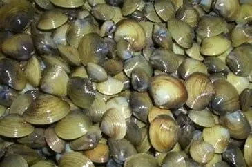 Con Hến Tiếng Anh Là Gì