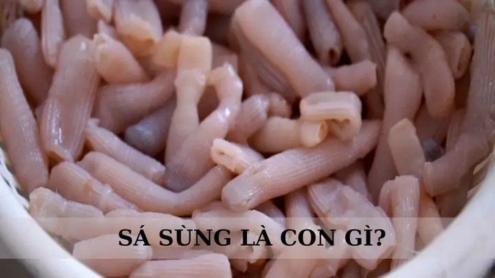 Sá Sùng Là Con Gì? Cách Chọn Mua Và Các Món Ăn Ngon Làm Từ Sá ...
