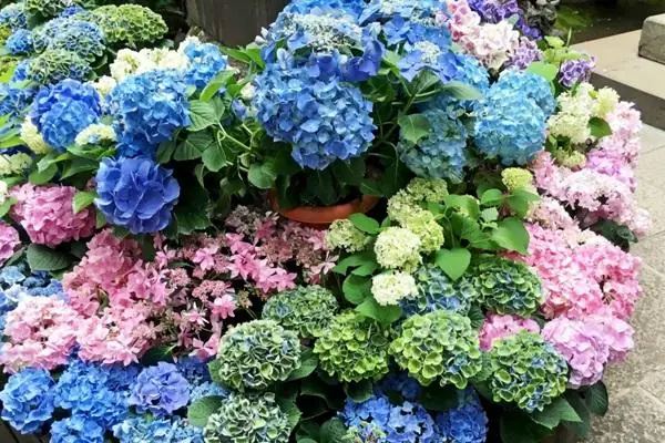 Ý Nghĩa Hoa Cẩm Tú Cầu Theo Màu Sắc Ý Nghĩa Hoa Cẩm Tú Cầu Theo Màu Sắc