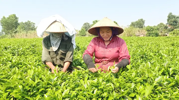 Chè Bát Tiên Sơn Động Chè Bát Tiên Sơn Động